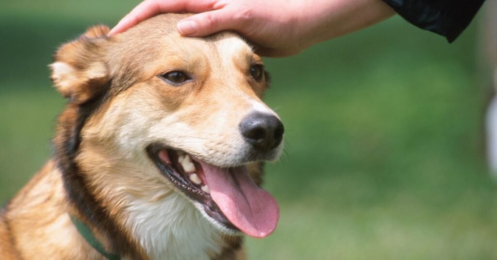 Dog owner comforting an adult dog suspected of having parvo.