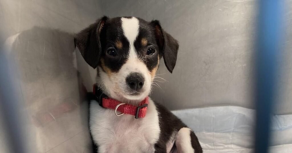 Veterinarian examining an adult dog for possible parvo infection.