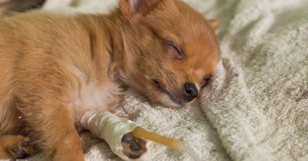 Sick adult dog lying down with parvo symptoms such as lethargy.