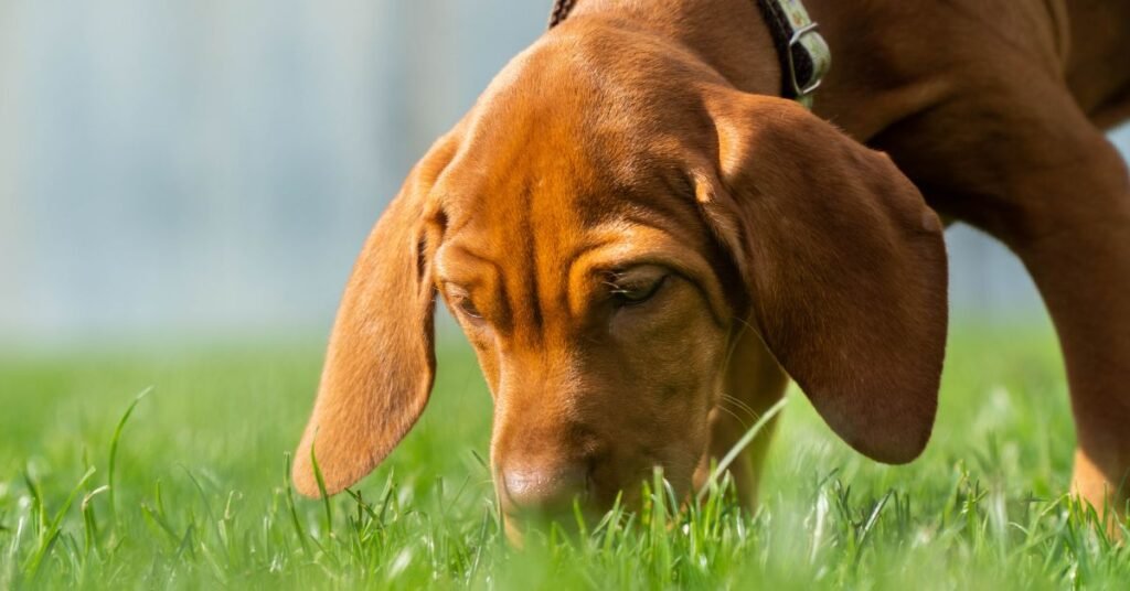 can dogs have celery