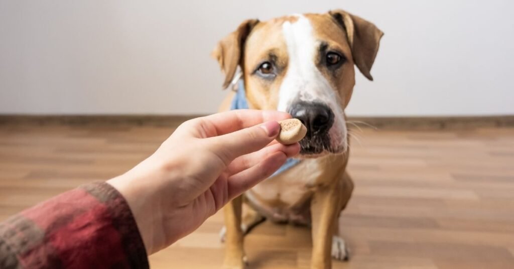 how much chocolate can kill a dog