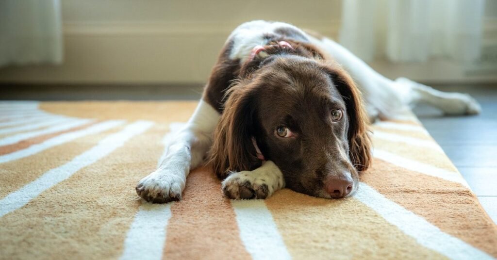 how much chocolate can kill a dog