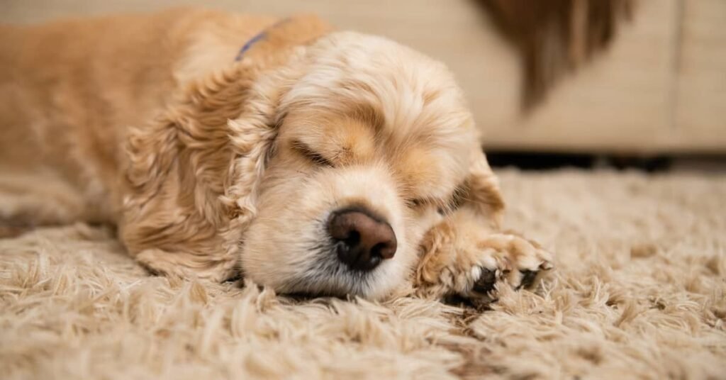 why do dogs sleep so much