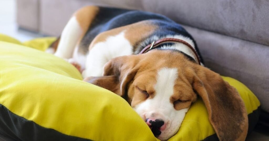 why do dogs sleep so much