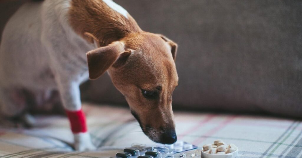 Adult dog recovering from parvo with veterinary care.