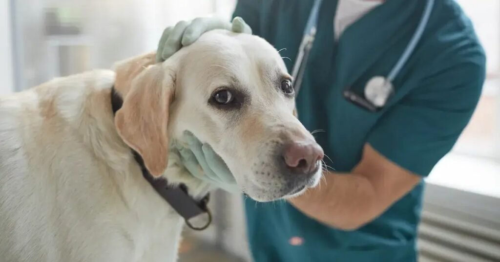 Can Adult Dogs Get Parvo