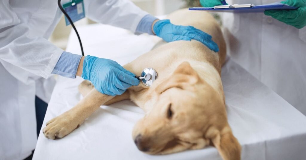 Veterinarian comforting a dog with severe diarrhea.