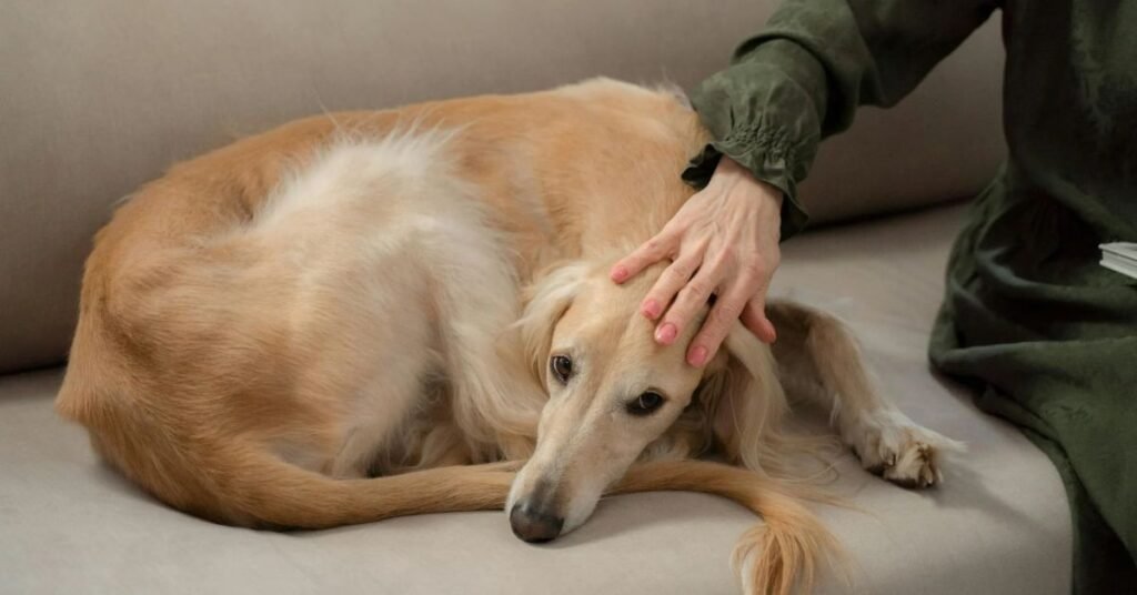 Healthy dog eating balanced food, representing home care and prevention of diarrhea.