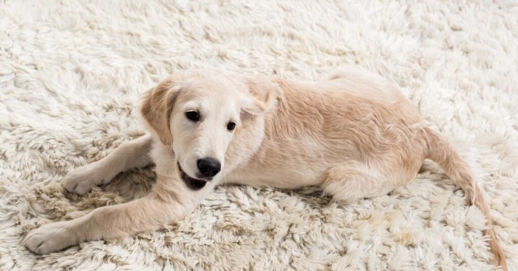 Dog resting on a blanket after illness.