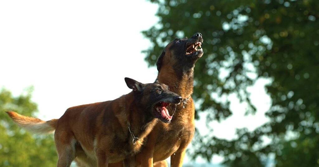 Comparison of dogs of different breeds, ages, and temperaments illustrating how barking tendencies vary