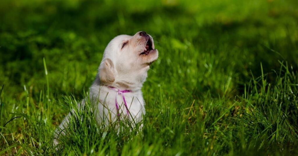 Dog barking at passing cars and visitors, highlighting situational triggers for frequent barking