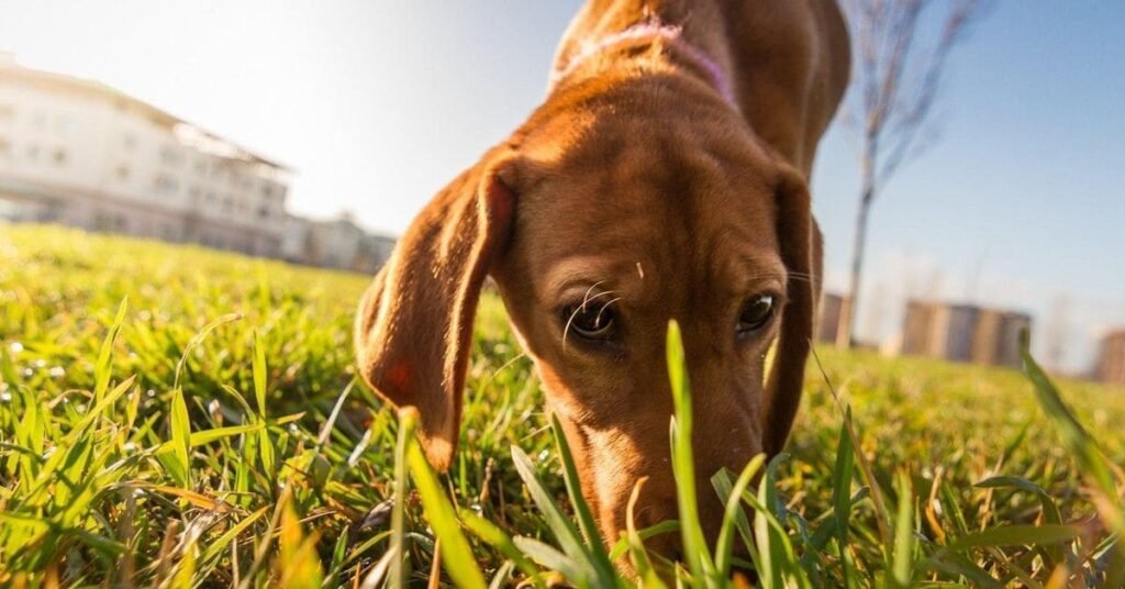 Dog eating grass outdoors while owner watches, explaining why dogs eat grass