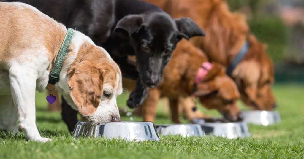 Dog grazing on grass in a park, showing common reasons dogs eat grass