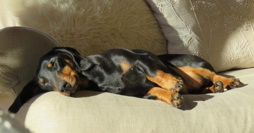 Which Dog Breeds Are More Prone to Bloat?