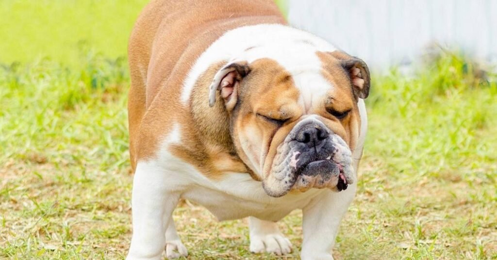 What Is Dog Constipation?