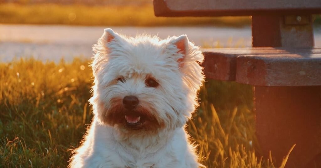 Why Do Dogs Get Constipation?