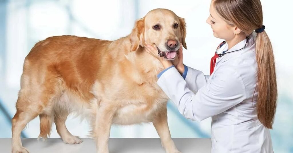 How Veterinarians Diagnose Constipation in Dogs