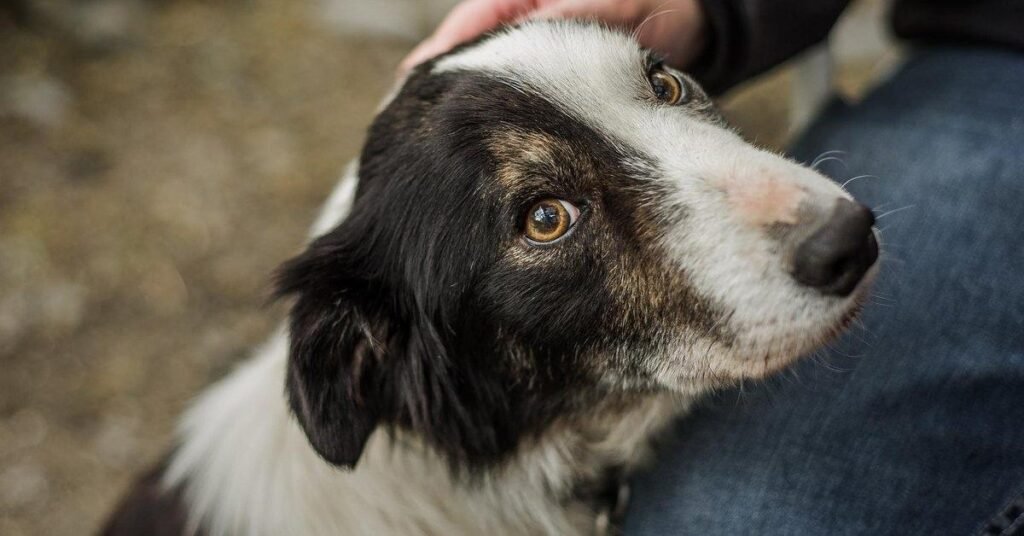 Hard or Small Stools