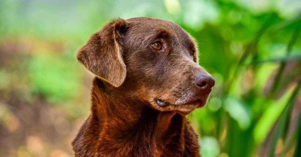 When Dog Constipation Becomes a Serious Concern