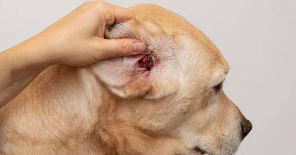 Dog scratching its ear – Illustrates early warning signs of an ear infection in dogs.