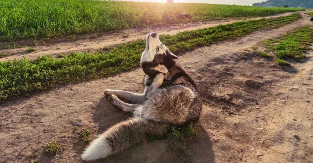 Dog receiving ear medication drops – Shows proper application of topical treatment for infections.