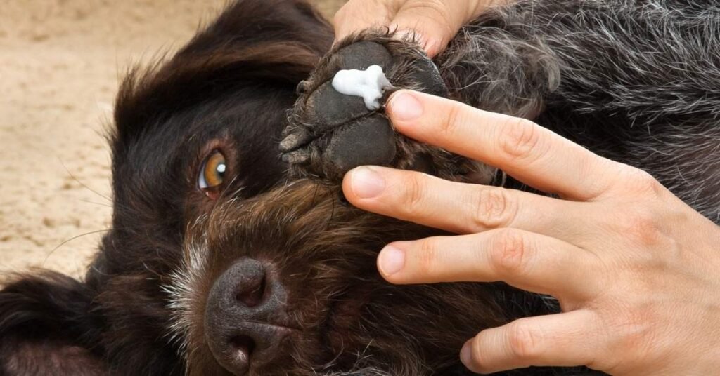 Dog belly, paws, and underarms affected by skin rashes