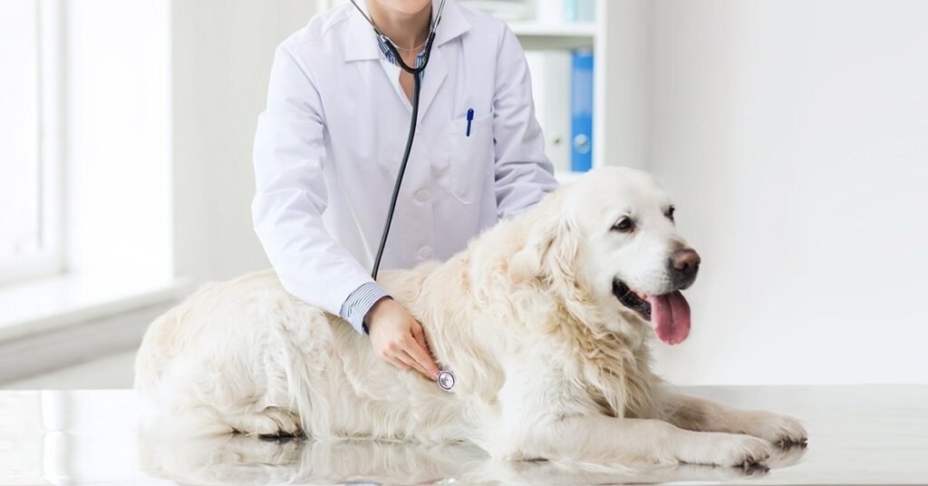 Dog being groomed and cared for to prevent skin rashes