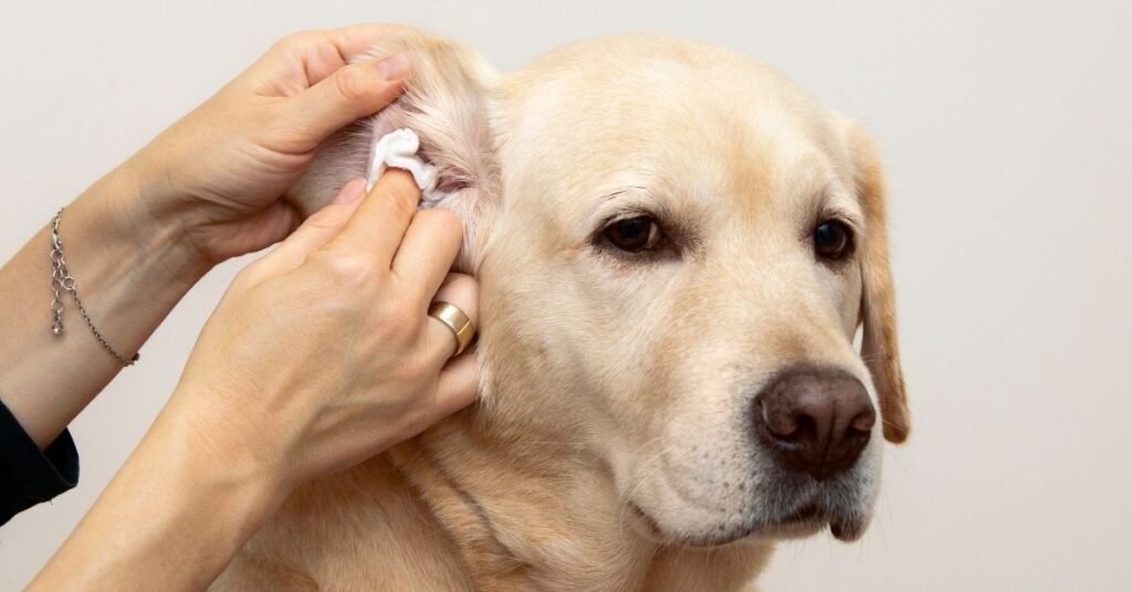 Owner giving a soothing bath to a dog with mild skin rash