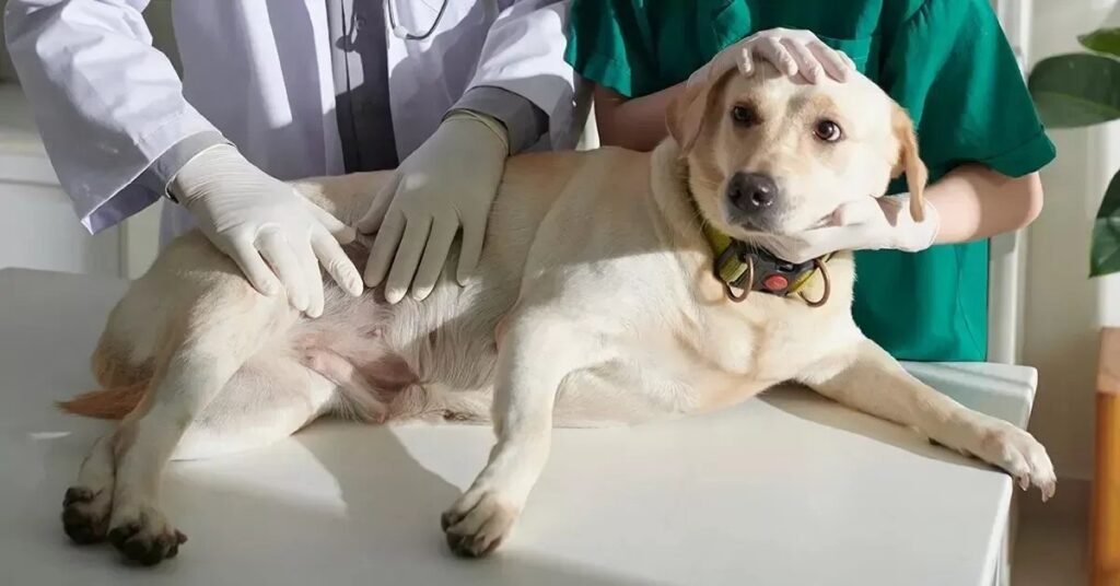 Veterinarian examining a dog’s skin to diagnose rashes