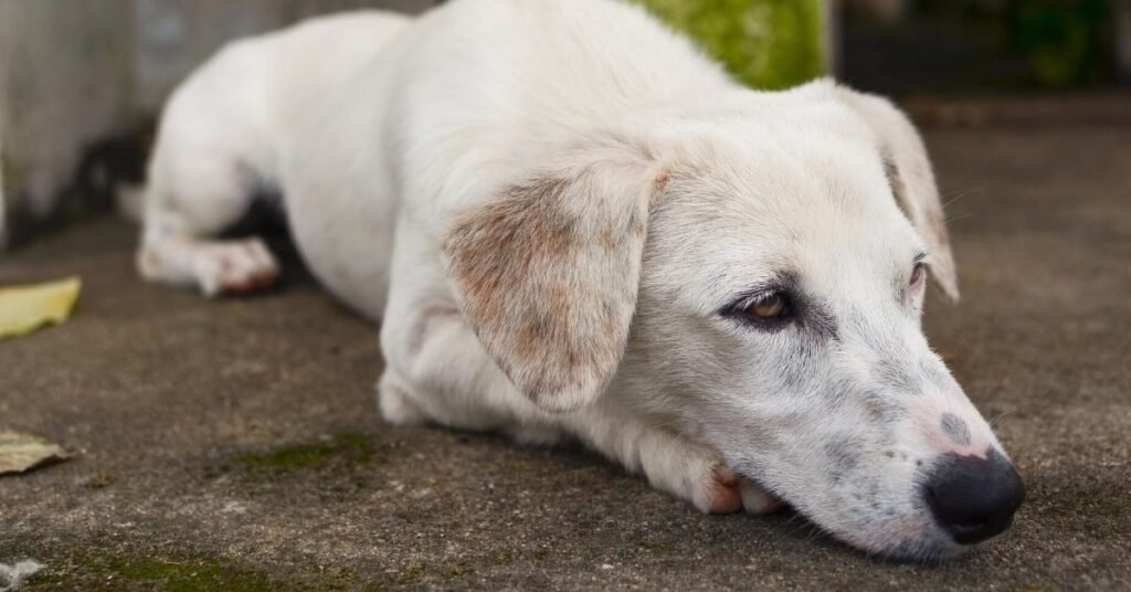 Dog outdoors with skin irritation from pollen or seasonal allergens