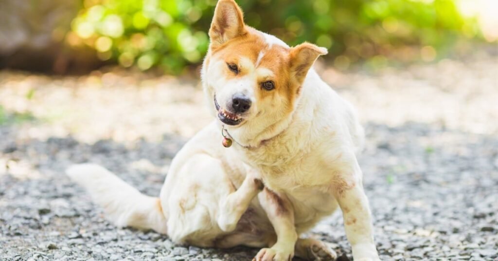Dog scratching due to allergies and skin irritation