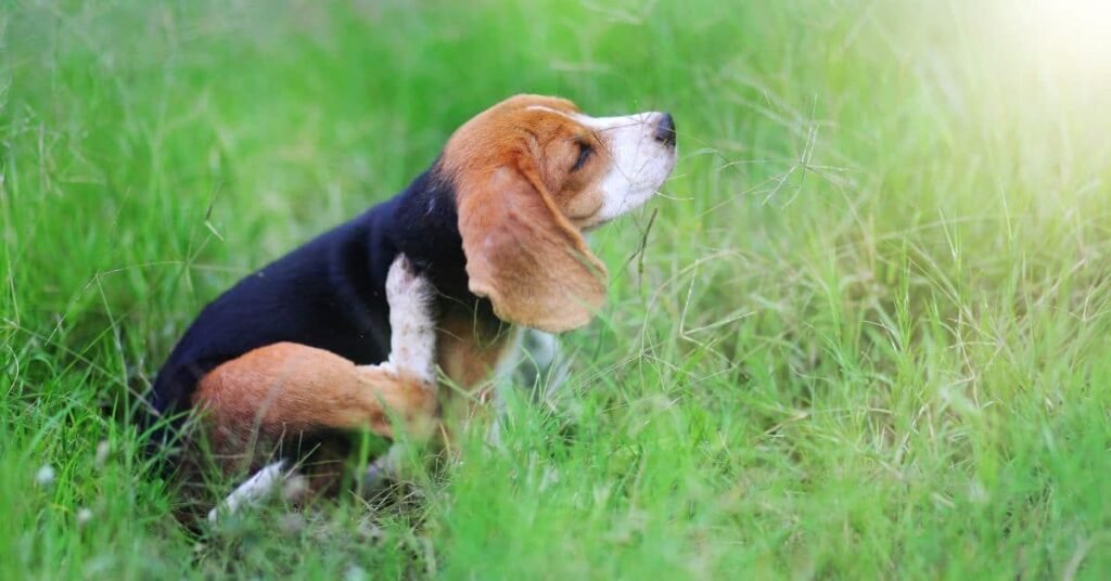 Dog experiencing ear infection caused by allergies