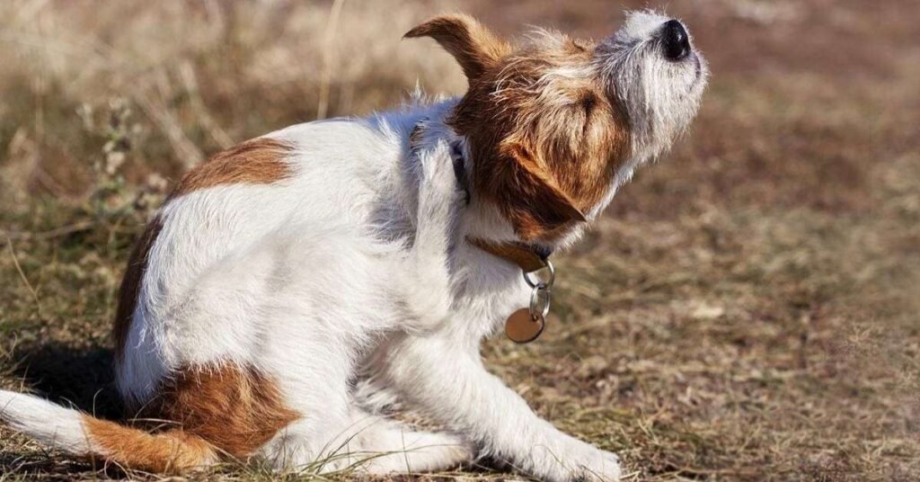 Signs Your Dog Is Uncomfortable