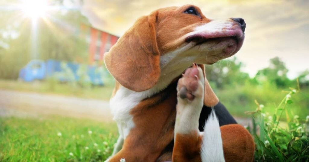 Treatment Options for Persistent Itchiness