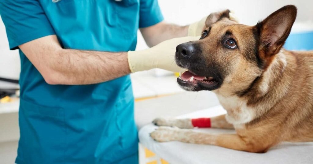 Veterinarian examining a dog’s chest with stethoscope, diagnosing coughing causes.