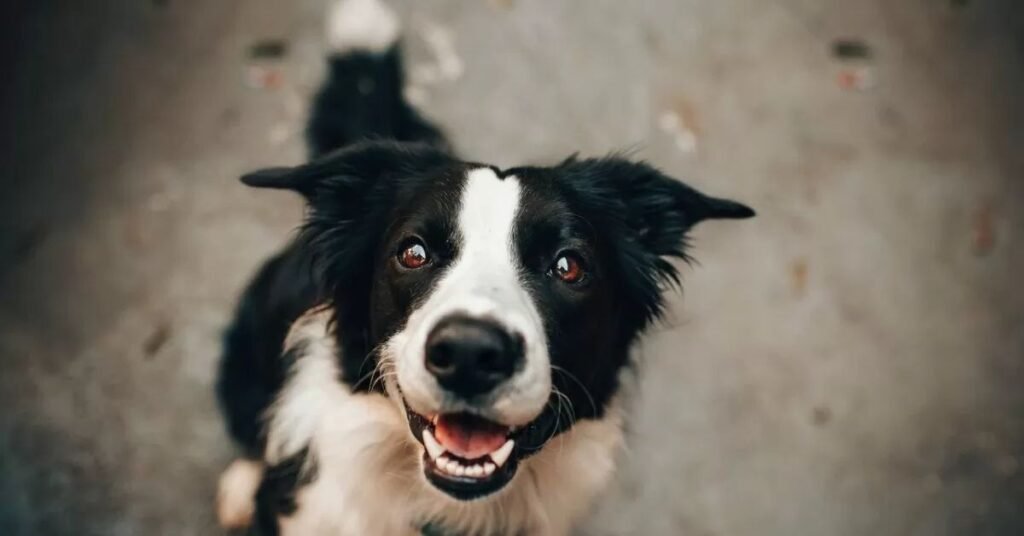 Veterinarian examining a dog’s chest with stethoscope, diagnosing coughing causes.”