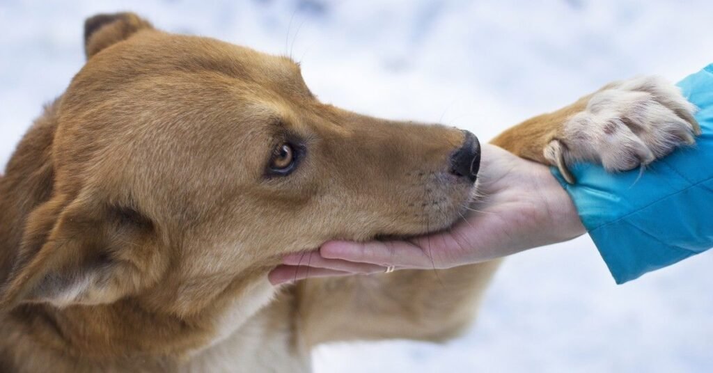 Close-up of a dog coughing, highlighting respiratory health concerns.