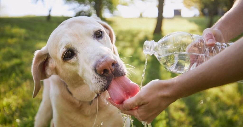 Content dog staying hydrated in warm weather