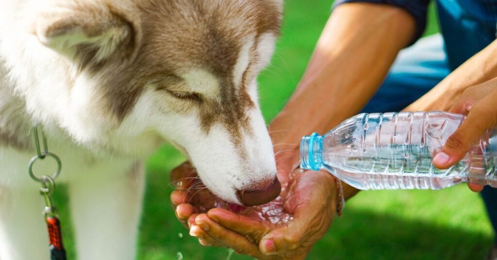 Dog owner giving water to a thirsty dog outdoors
