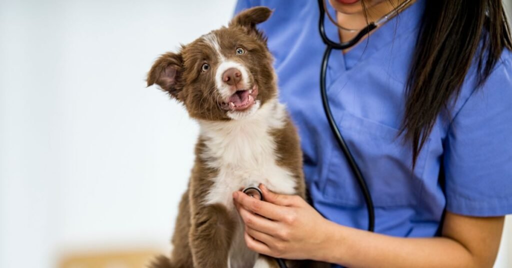 Veterinarian examining a dog for excessive thirst in clinic