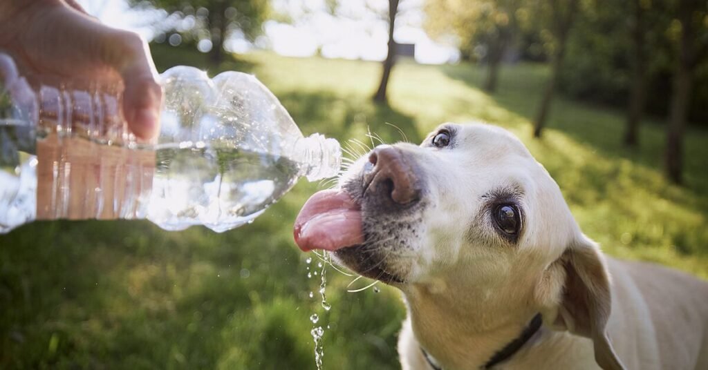 Close-up of dog drinking water with sparkling drops