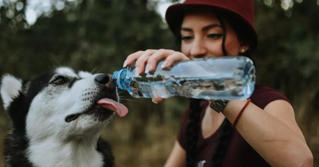 Close-up of dog drinking water with sparkling drops
