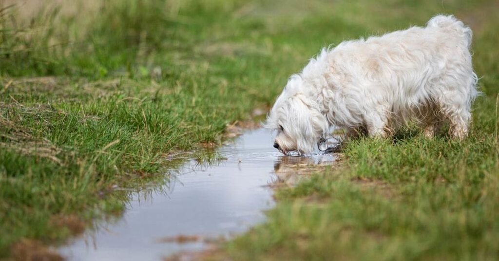Playful puppy enjoying fresh water on a sunny day