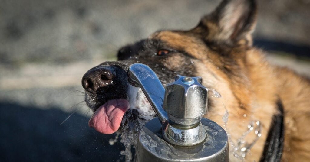 Thirsty dog drinking clean water to maintain health