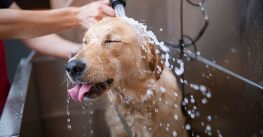 Dog drinking water in a garden, symbolizing love and care
