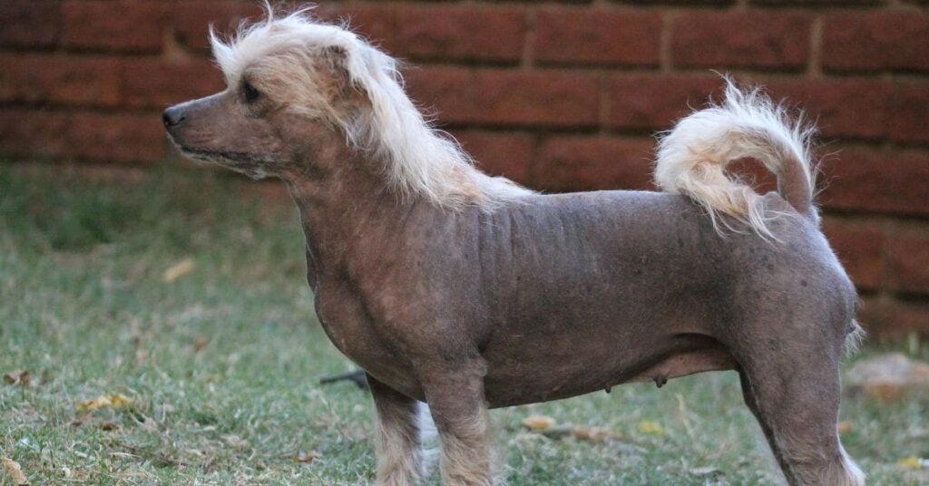 Hair loss in dogs explained: why is my dog losing hair and what to do