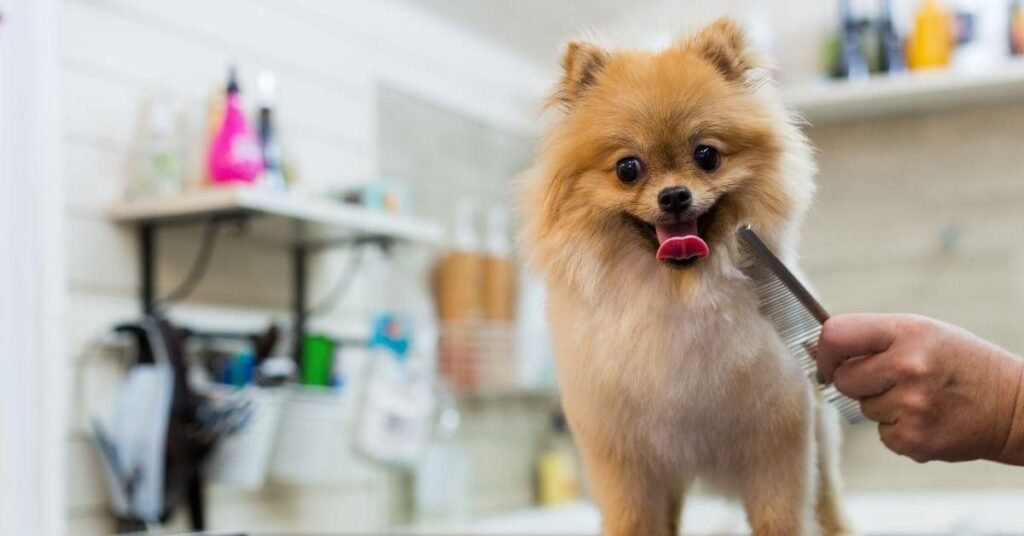 Why is my dog losing hair: signs, symptoms, and prevention tips