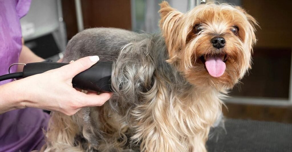 Dog losing hair: why it happens and how to help your pet