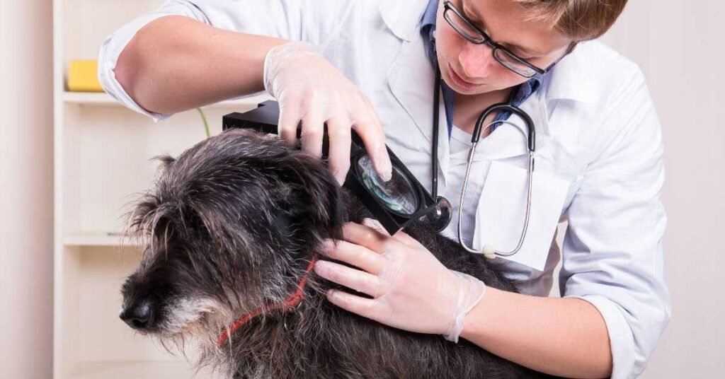 Dog at veterinary clinic for hair loss treatment