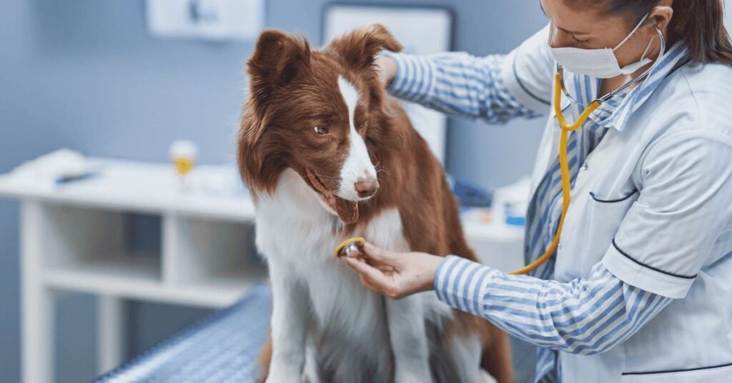 Veterinarian examining dog for hair loss: why is my dog losing hair